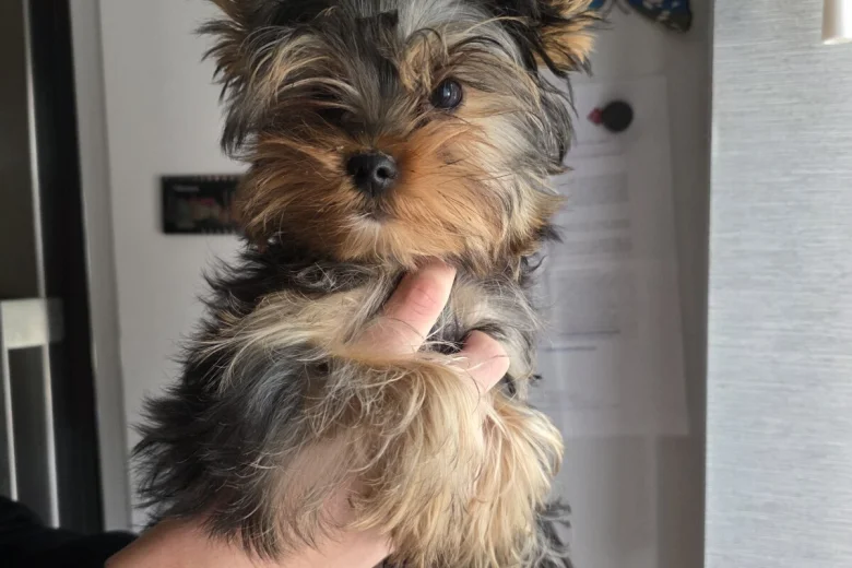 Yorkshire Terrier
