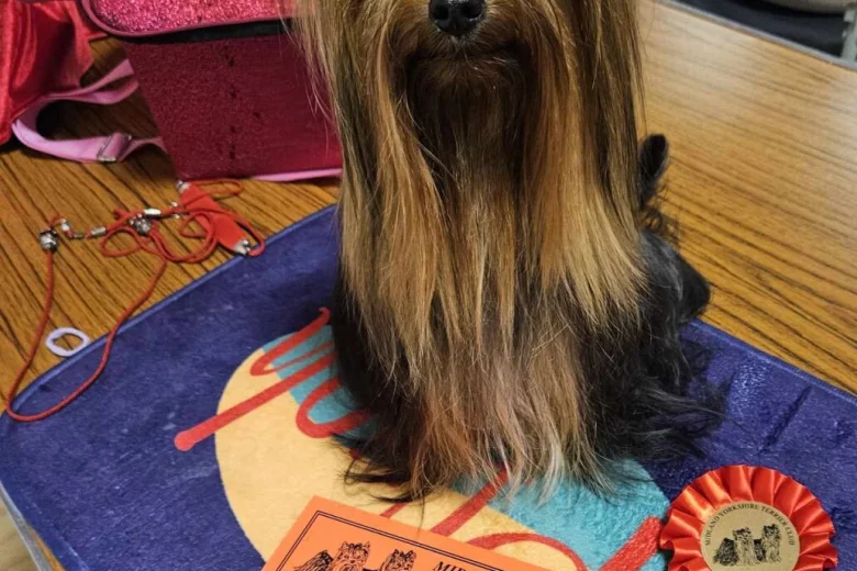 Yorkshire Terrier