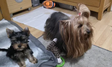 Yorkshire Terrier