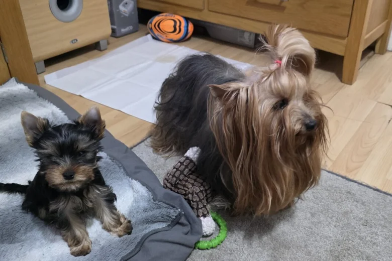 Yorkshire Terrier
