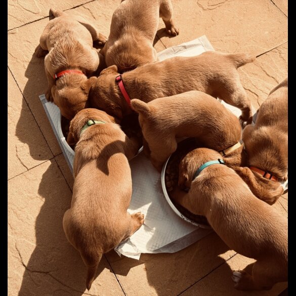 Labrador Retriever