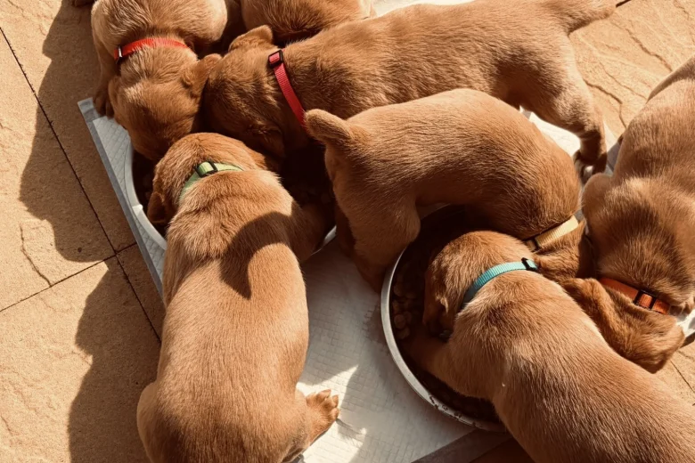 Labrador Retriever