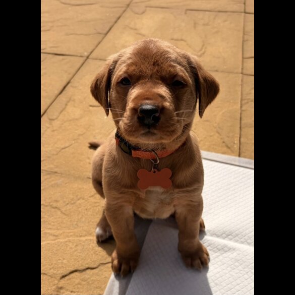 Labrador Retriever
