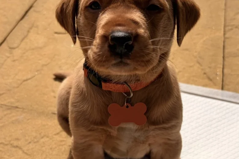 Labrador Retriever