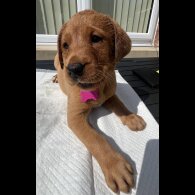 Labrador Retriever