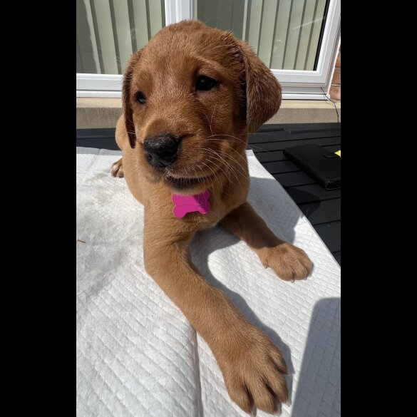 Labrador Retriever
