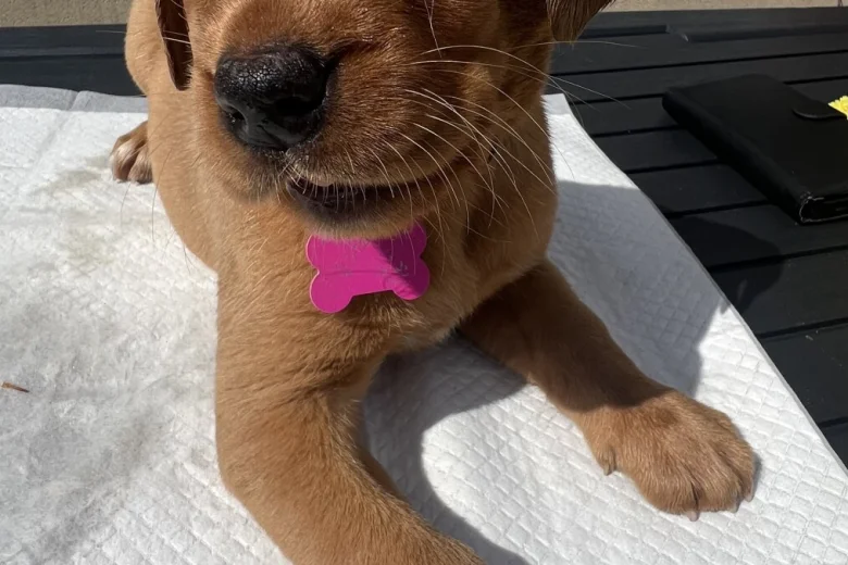 Labrador Retriever