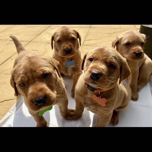 Labrador Retriever
