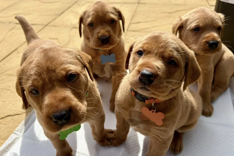 Labrador Retriever