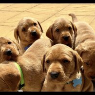 Labrador Retriever