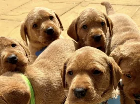 Labrador Retriever