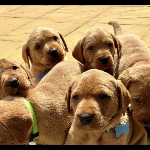 Labrador Retriever