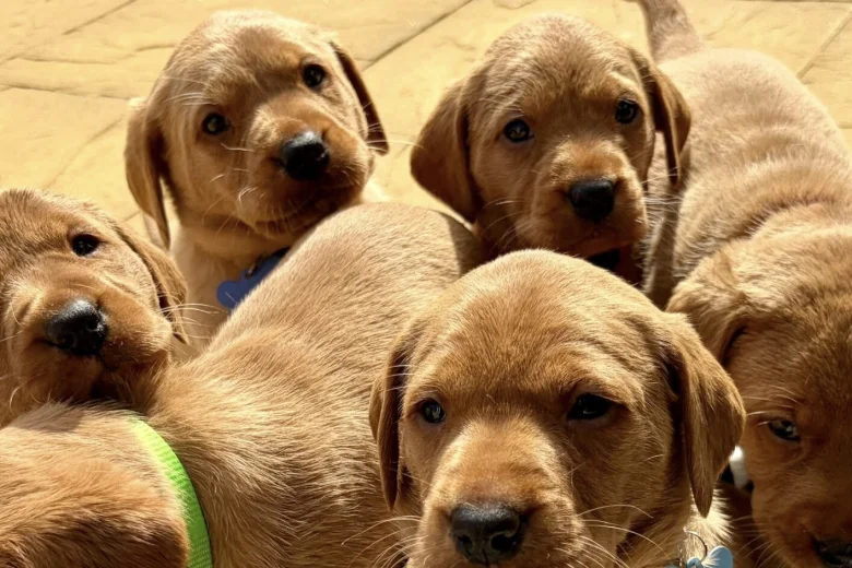 Labrador Retriever