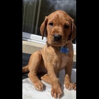Labrador Retriever