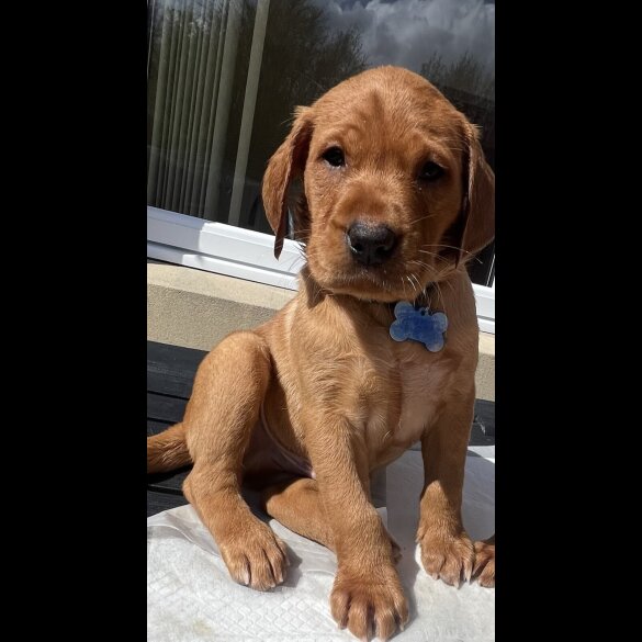 Labrador Retriever
