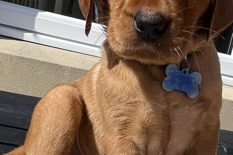 Labrador Retriever