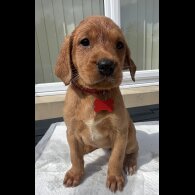 Labrador Retriever