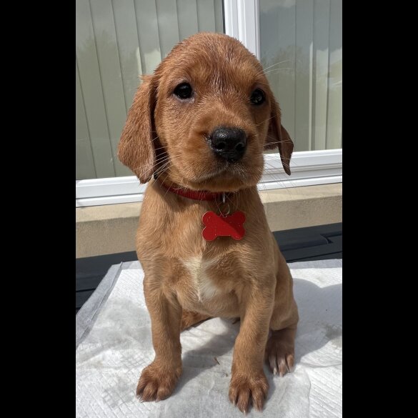Labrador Retriever