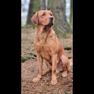Labrador Retriever