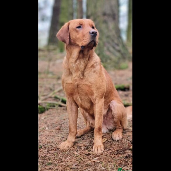 Labrador Retriever