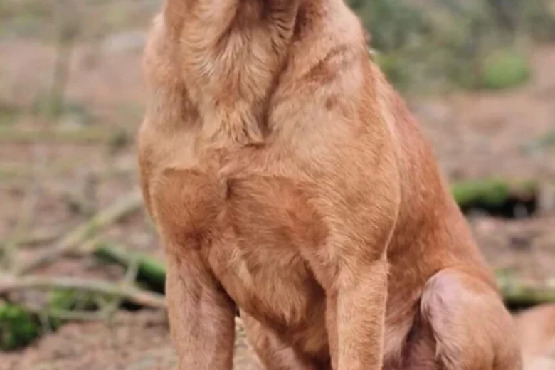 Labrador Retriever