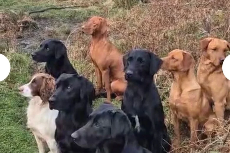 Labrador Retriever