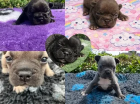 French Bulldog