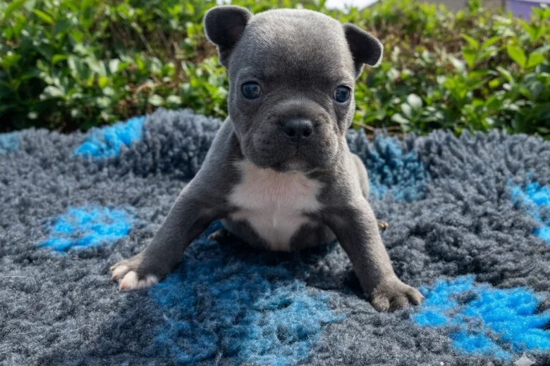 French Bulldog
