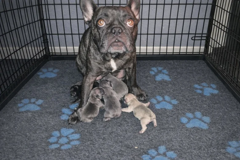 French Bulldog