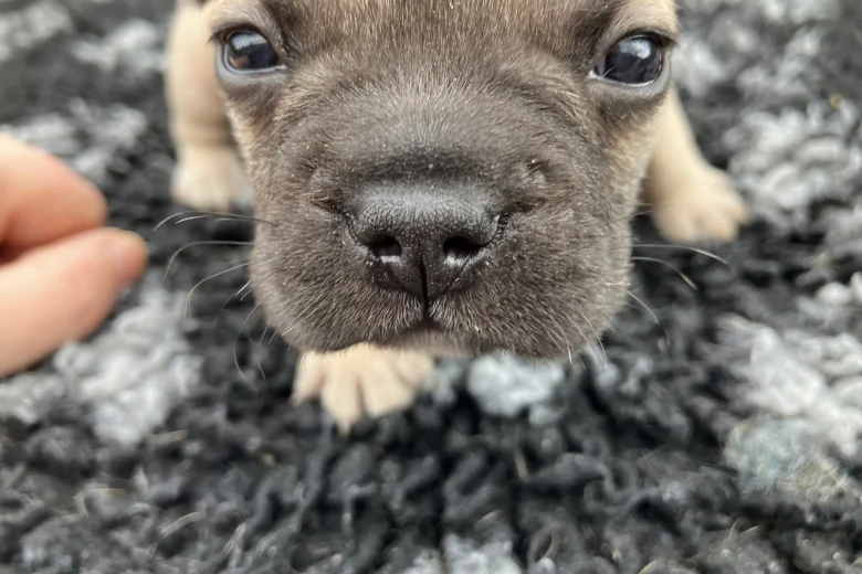 French Bulldog