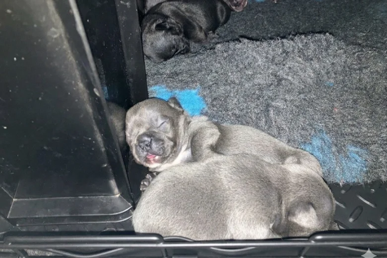 French Bulldog