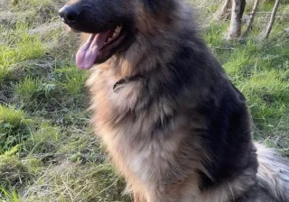 Stud