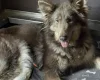 German Shepherd (Alsatian)