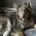 German Shepherd (Alsatian)