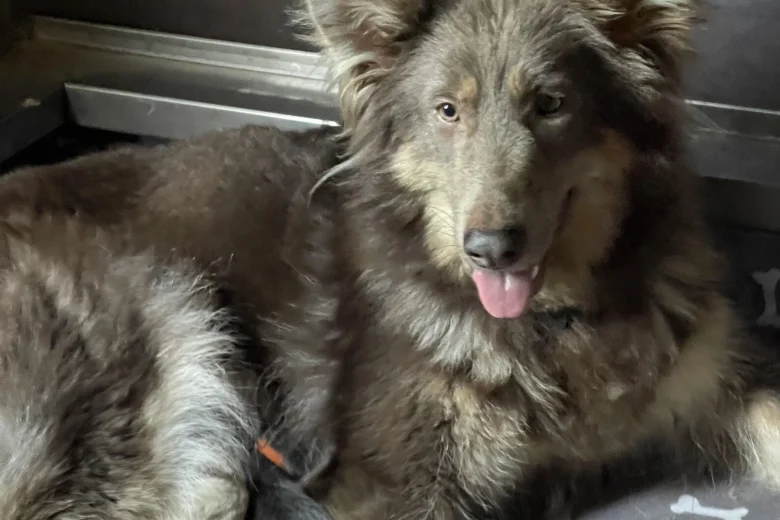 German Shepherd (Alsatian)