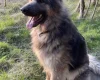 German Shepherd (Alsatian)