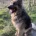 German Shepherd (Alsatian)