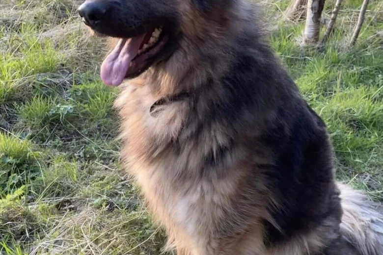 German Shepherd (Alsatian)