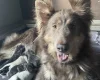 German Shepherd (Alsatian)