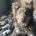 German Shepherd (Alsatian)