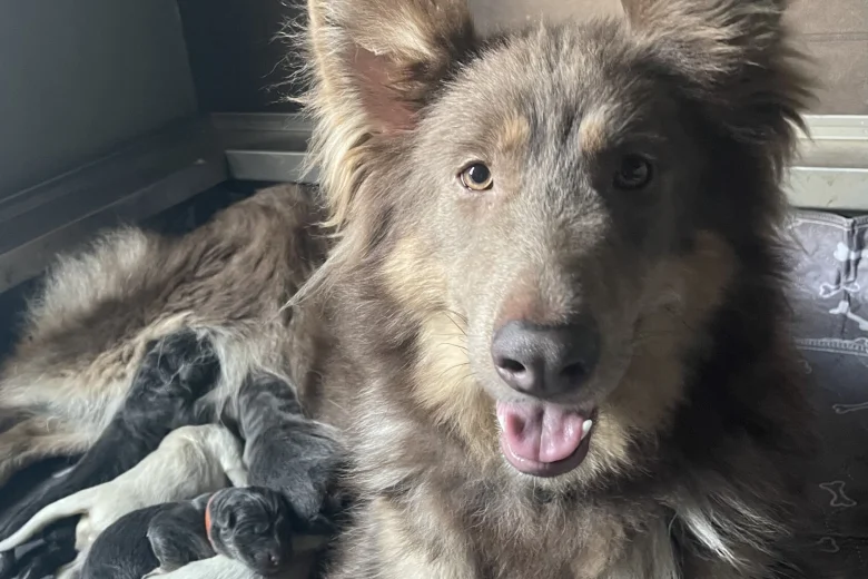 German Shepherd (Alsatian)