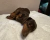 Dachshund (Miniature Smooth Haired)