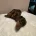 Dachshund (Miniature Smooth Haired)