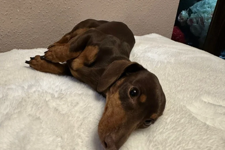 Dachshund (Miniature Smooth Haired)