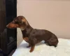 Dachshund (Miniature Smooth Haired)