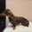 Dachshund (Miniature Smooth Haired)