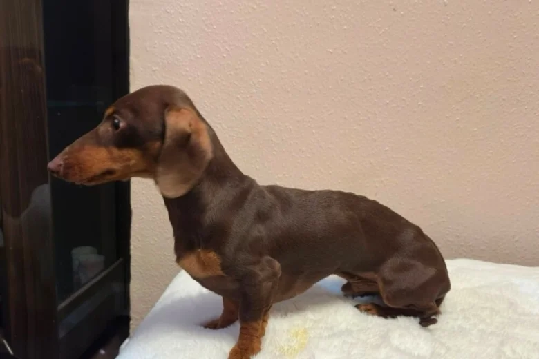 Dachshund (Miniature Smooth Haired)