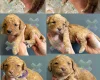 Miniature Poodle