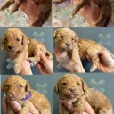 Miniature Poodle