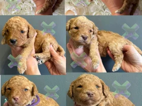 Miniature Poodle